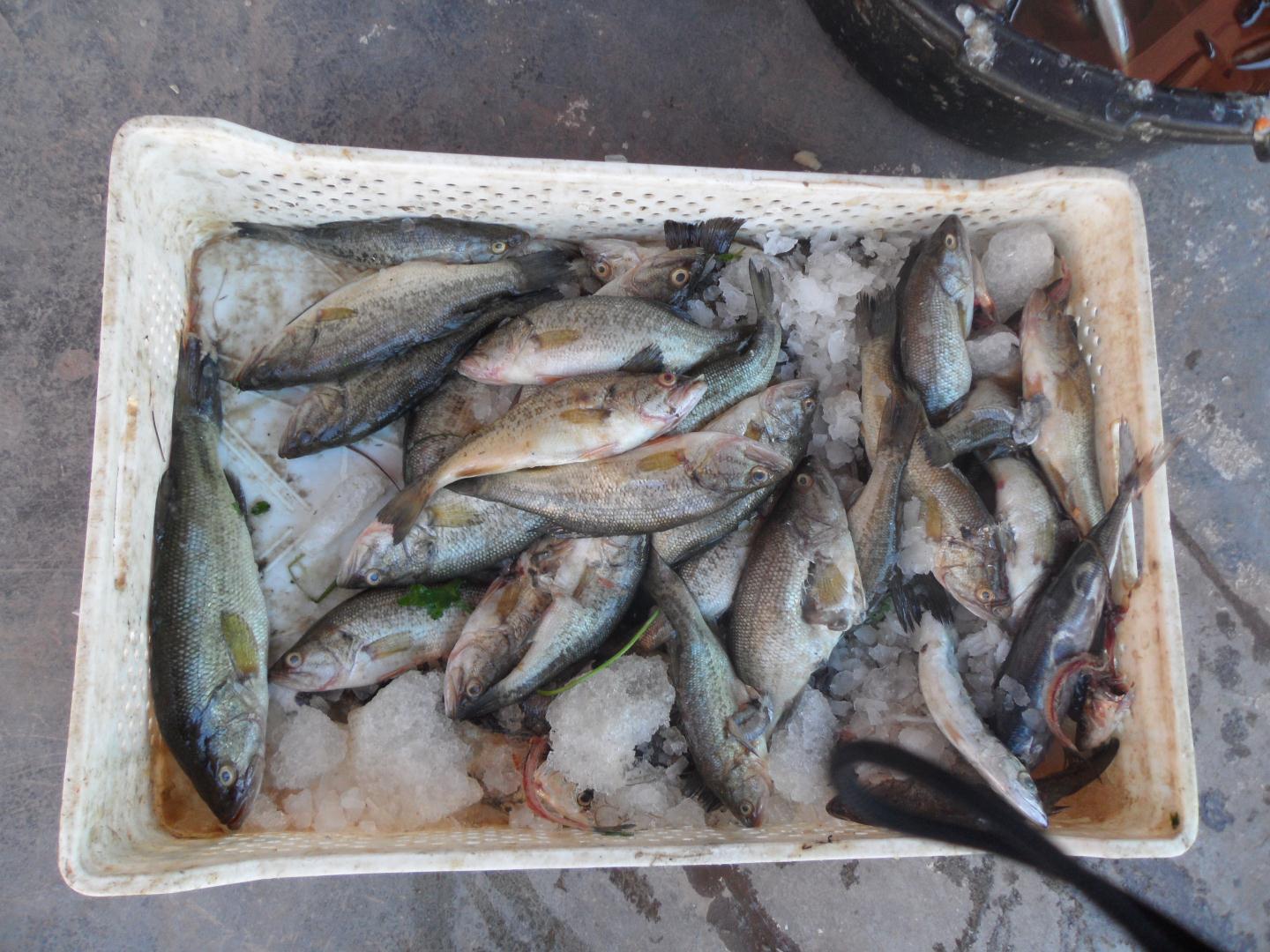 المصالح الصحية بالبلدية تحجز مواد فاسدة